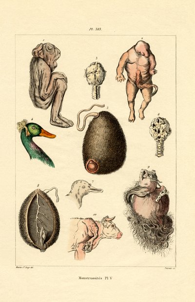 نزوة ، 1833-1839 بواسطة المدرسة الفرنسية